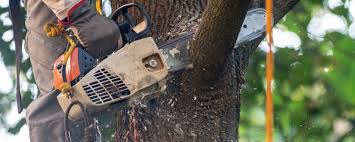 Best Tree Cabling and Bracing  in Creswell, OR