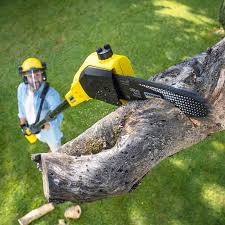 Best Tree Disease Treatment  in Creswell, OR