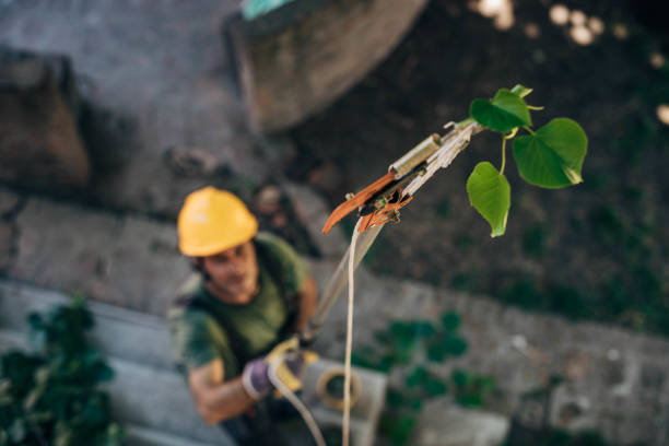 Best Storm Damage Tree Cleanup  in Creswell, OR