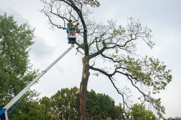 Best Leaf Removal  in Creswell, OR