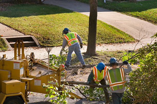 Best Palm Tree Trimming  in Creswell, OR