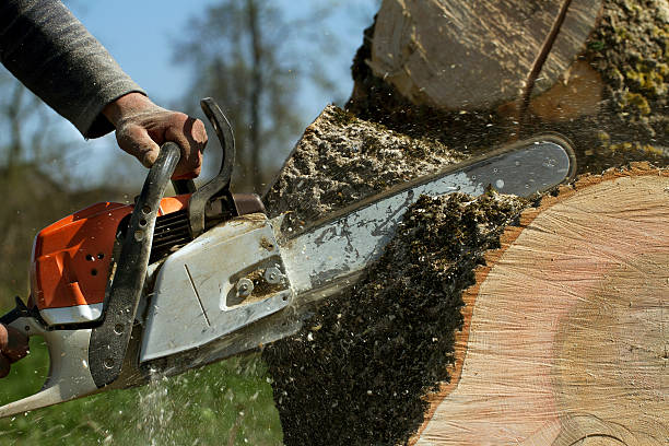 Best Tree Trimming and Pruning  in Creswell, OR